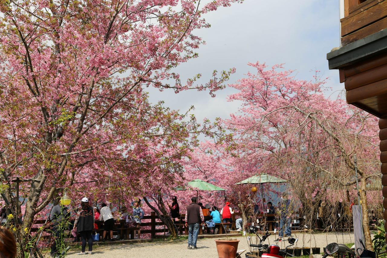 桃園賞櫻景點粉色花海包圍有如在日本一般的浪漫-拉拉山恩愛農場(內含交通方式) @Nancy將的生活筆計本