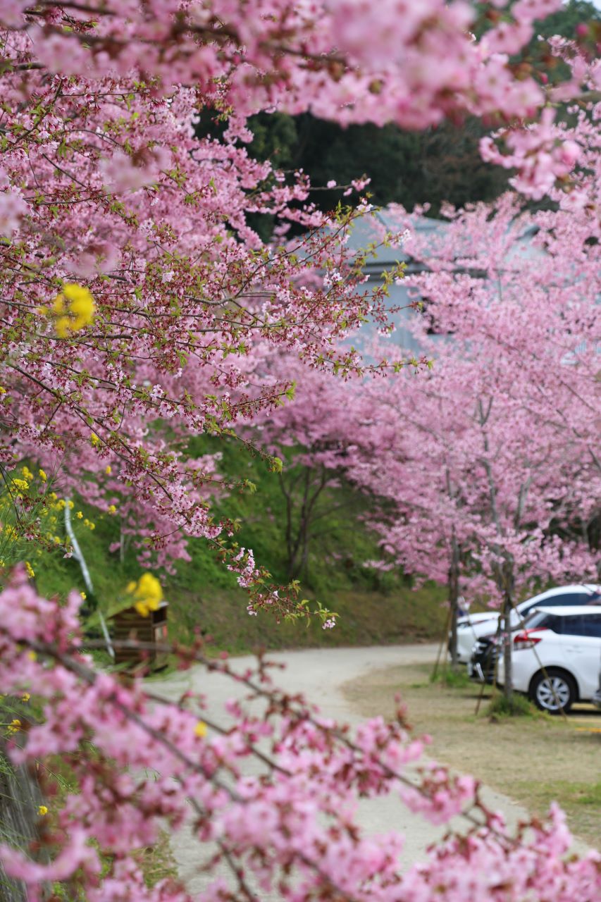桃園賞櫻景點粉色花海包圍有如在日本一般的浪漫-拉拉山恩愛農場(內含交通方式) @Nancy將的生活筆計本