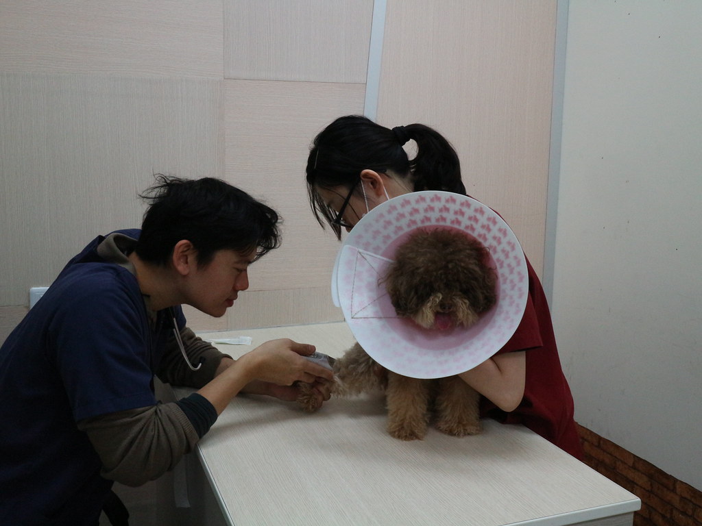 (寵物/健檢)新竹築心動物醫院-寵物健檢與傳染病檢查心得 @Nancy將的生活筆計本