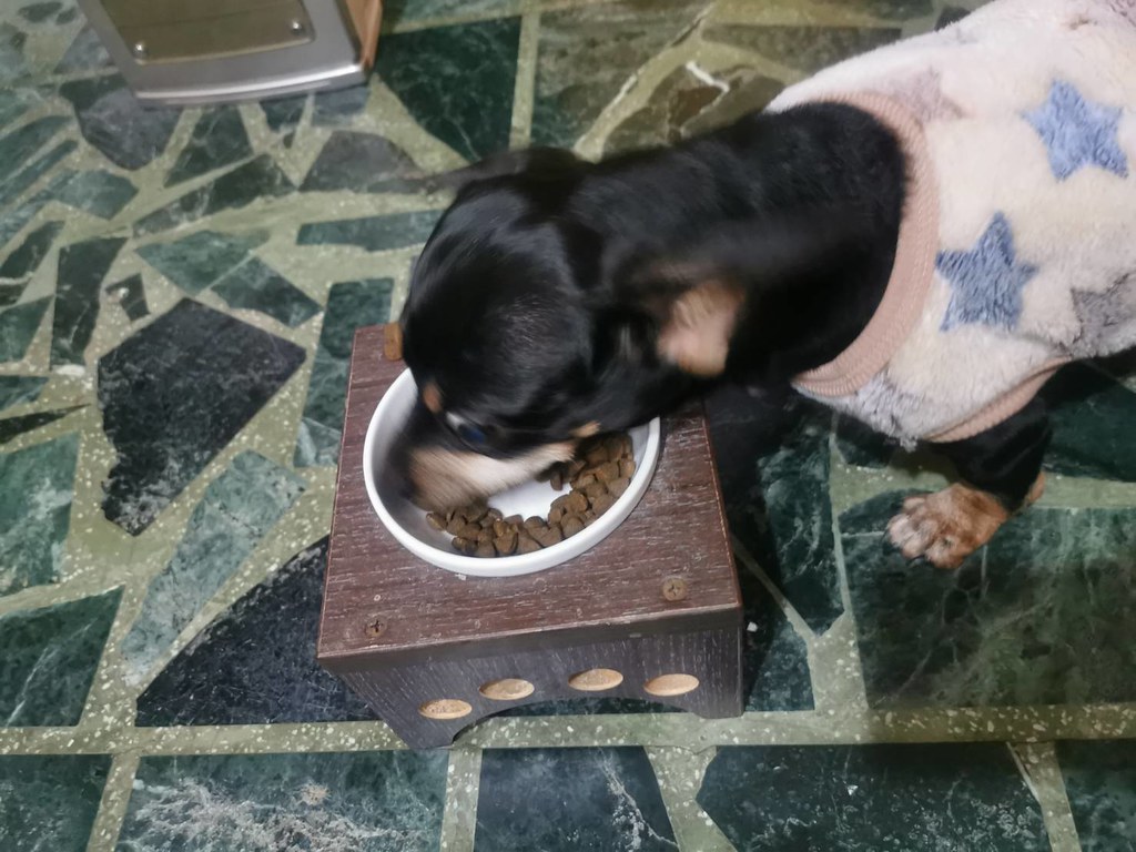 (寵物/狗糧)MIT台灣製造的犬糧-Abao阿寶寵物拌飯,最潮流的寵物拌飯,打敗挑嘴狗的優質犬糧 @Nancy將的生活筆計本