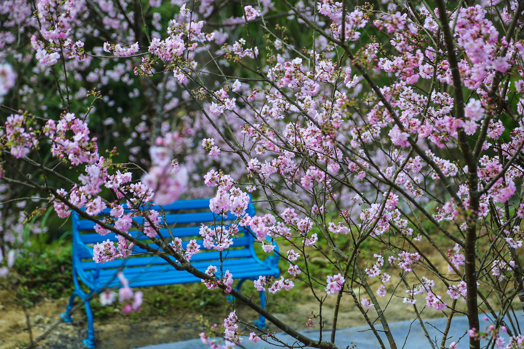 (新北賞櫻景點)三峽大熊櫻花林,種植六種櫻花品種超過3000多棵櫻花輪流綻放~花期至4/30為止,快找時間來拍美照 @Nancy將的生活筆計本