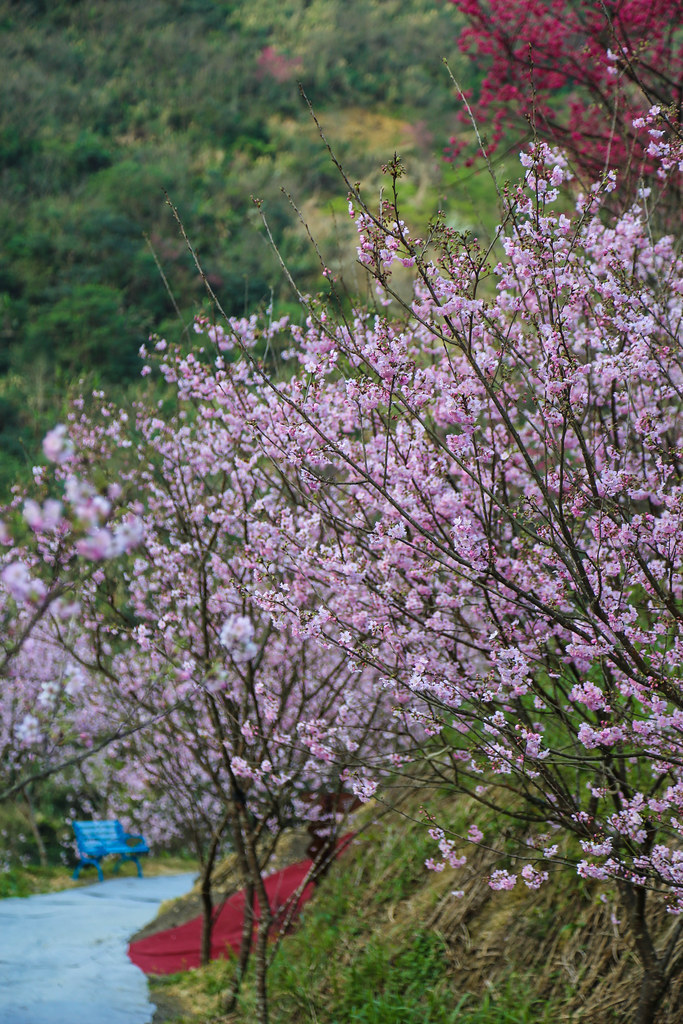 (新北賞櫻景點)三峽大熊櫻花林,種植六種櫻花品種超過3000多棵櫻花輪流綻放~花期至4/30為止,快找時間來拍美照 @Nancy將的生活筆計本