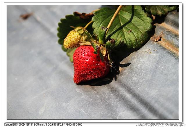 (苗栗大湖)近馬拉邦山,榮貴草莓園,2016年食尚玩家推薦,草莓大又甜! @Nancy將的生活筆計本