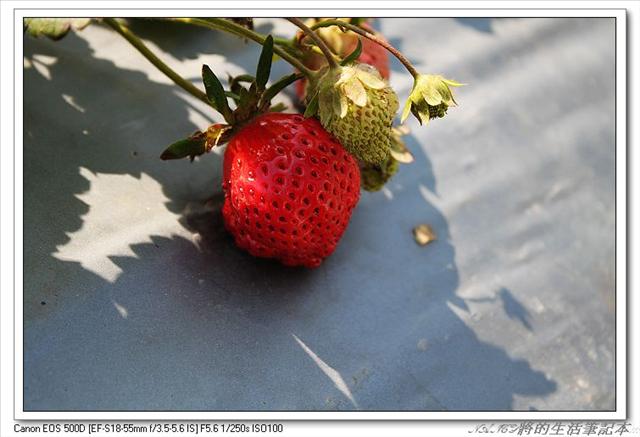 (苗栗大湖)近馬拉邦山,榮貴草莓園,2016年食尚玩家推薦,草莓大又甜! @Nancy將的生活筆計本