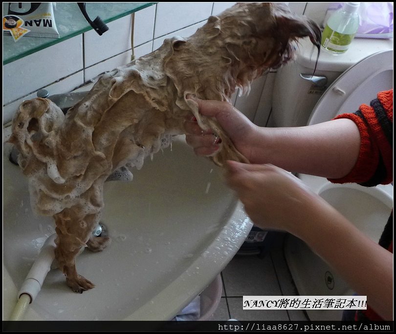 (試用)MOIRA 莫伊拉沙龍級系列洗毛乳讓寶少爺的毛髮輕飄飄又柔順順! @Nancy將的生活筆計本