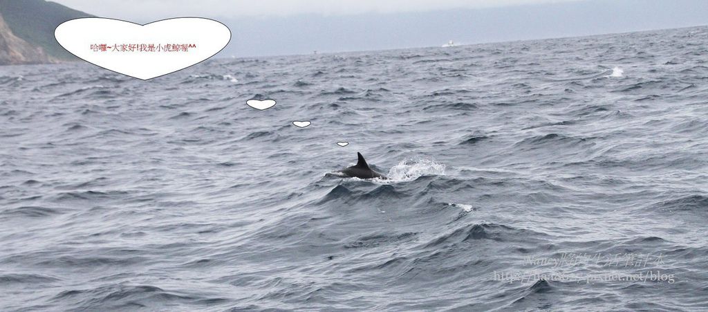 烏石港賞鯨之旅,無奈何當天浪太大,但我們還是有幸親眼看見小虎鯨~ @Nancy將的生活筆計本